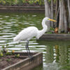 Brazil - Image 3