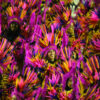 Carnaval Rio De Janeiro 1 - Image 11