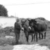 Maronite Cyprus - Image 13