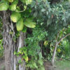 Brazil - Image 15