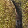 Brazil - Image 20