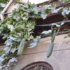Damascus (Syria) - Image 20