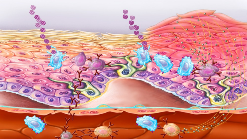 Academic Dermatology Lebanon