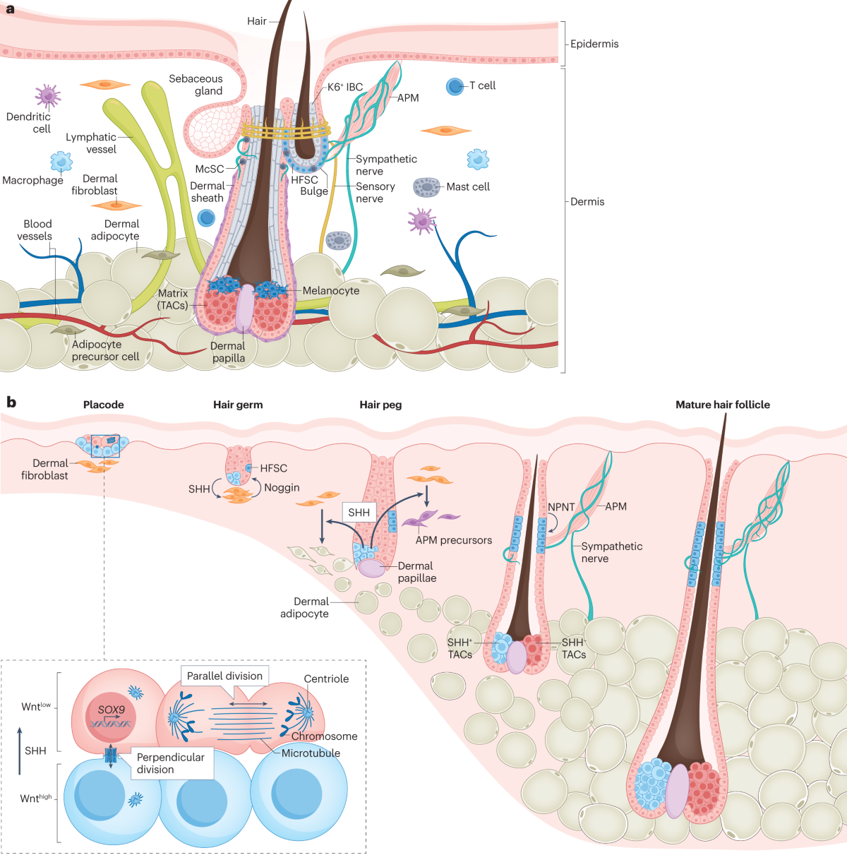 Regenerative medicine breakthroughs